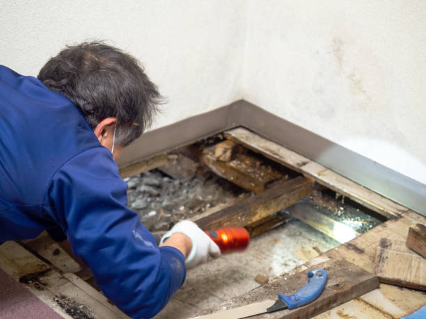Best Fast Mold Removal  in Washburn, WI