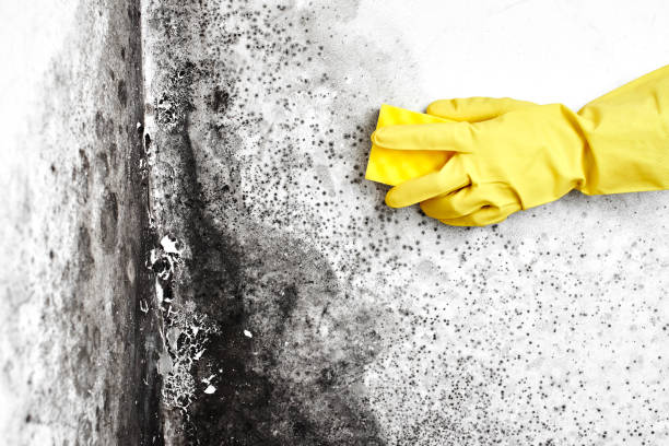 Best Office Mold Removal Services  in Washburn, WI