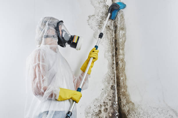 Best Local Mold Removal Service  in Washburn, WI