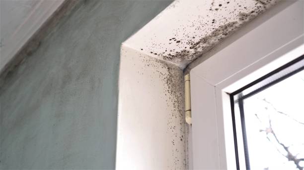 Best Mold Removal Process  in Washburn, WI