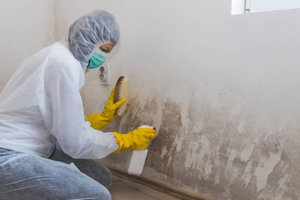 Best Home Mold Removal  in Washburn, WI
