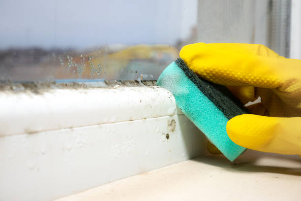Best Commercial Mold Removal  in Washburn, WI