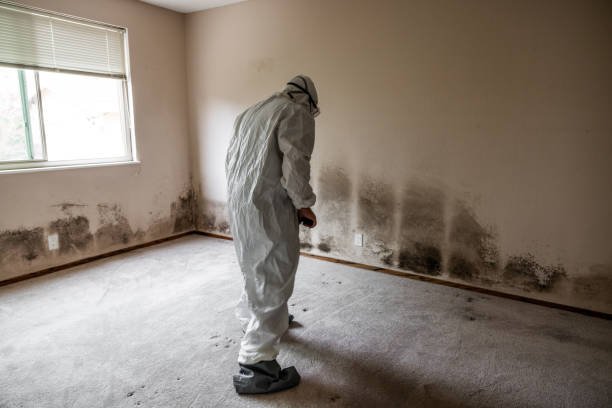 Best Mold Cleaning Services  in Washburn, WI