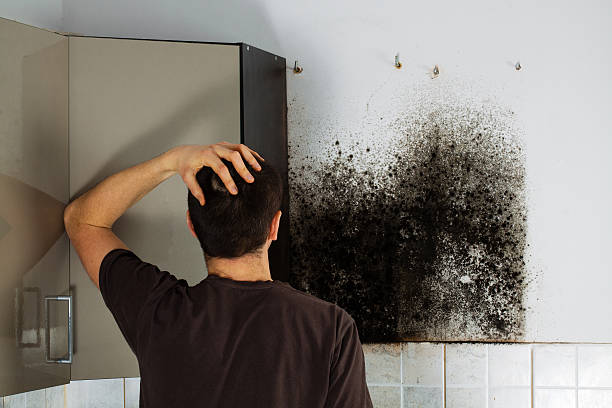 Office Mold Removal Services in Washburn, WI