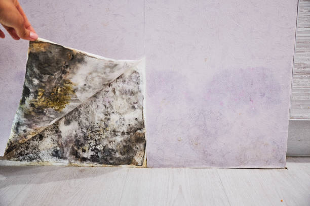 Mold Removal Process in Washburn, WI